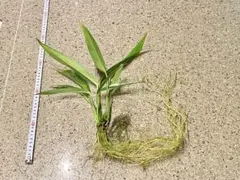 ☆CHITOSE☆様 リクエスト 2点 まとめ商品