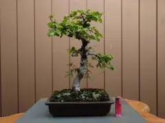 石付き楡槻盆栽_イシヅキニレケヤキ_nire keyaki bonsai - メルカリ