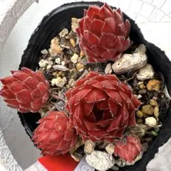 多肉植物 センペルビウム ポコロコ No.170【白】 - メルカリ