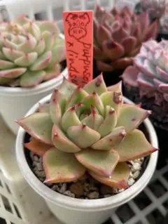 2026年最新】ルイパパさん苗の人気アイテム - メルカリ