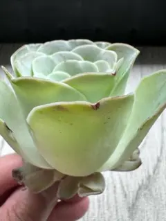 な*ち様 No.e40 グリーノビア　子吹き　アエオニウム　多肉植物撮影9月12