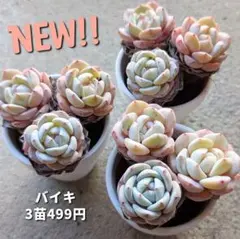 ふくちゃん様 リクエスト 2点 まとめ商品