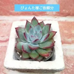 【速達付き】ぴょんた様ご依頼分② 多肉 エケベリア 花魁他