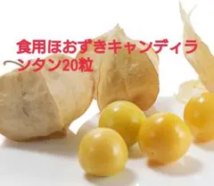 専用出品です　食用ほおずき　トマチロ2kg 専用出品です 食用ほおずき トマチロ2kg - メルカリ