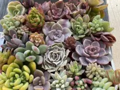 30種類以上エケベリアなど多肉植物カット苗寄せ植えに