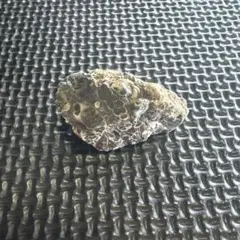 化石（本物）