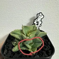 2026年最新】皇冠 子株の人気アイテム - メルカリ