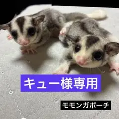 キュー様専用