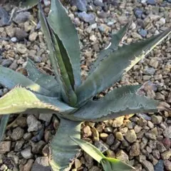 2025年最新】フェロックスの人気アイテム - メルカリ