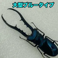 2026年最新】メタリフェル 標本の人気アイテム - メルカリ