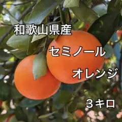 【和歌山みかん】　セミノールオレンジ　サイズＬ〜２Ｌ　３キロのサムネイル