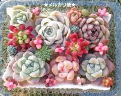 2026年最新】多肉植物エケベリア寄せ植えセット多肉弁当の人気アイテム