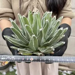 アガベ 笹吹雪 子株 多肉 観葉植物 サボテン チタノタ ドライガーデン