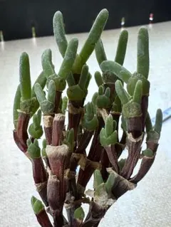 な*ち様 No.c682新入荷　ディクロカウロン　ラムローサム　大苗ウサギミミ