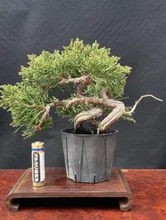 2025年最新】糸魚川真柏の人気アイテム - メルカリ