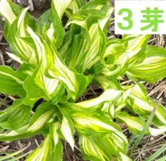 はまちゃん様 リクエスト 3点 まとめ商品