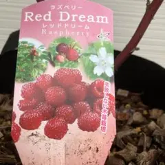 s1様 リクエスト 2点 まとめ商品