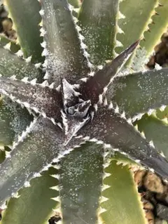 子株付き Dyckia 'Brittle Star' F3 D050【公式WEBショップ