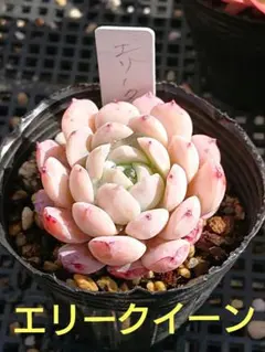 ꕤclara*様 リクエスト 4点 まとめ商品