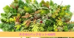 【送料無料】訳あり　大パック×2　多肉植物　カット苗　セダムセット　詰め合わせのサムネイル
