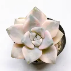 あづき様 リクエスト 2点 まとめ商品