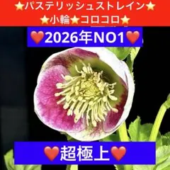 オ*ン様 3957☘️超極上☘️2026年NO1☘️パステリッシュストレイン⭐️ 2026年最新】パステリッシュストレインの人気アイテム - メルカリ