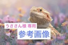 参考画像