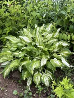 無農薬斑入りギボウシ抜き苗2芽 - メルカリ
