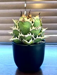 コレクション株　レッドキャット　大株　地獄猫　ゴリ猫　鉢付き コレクション株 レッドキャット 大株 地獄猫 ゴリ猫 鉢付き 2025