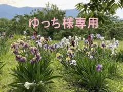 ☆ゆっちさま 専用ページ☆