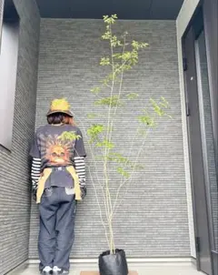 2026年最新】山採り アオダモの人気アイテム - メルカリ