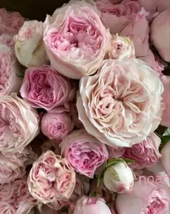 ❀ご購入前、コメントお願い致します❀　バラ　苗　切り花品種 a　小苗