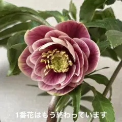 2026年最新】広瀬園芸 ソレイユの人気アイテム - メルカリ