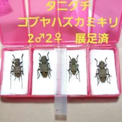 2026年最新】カミキリムシ標本の人気アイテム - メルカリ
