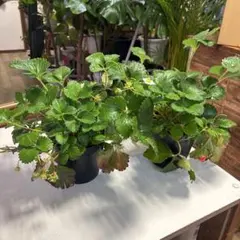 2鉢セット＊よつぼし＊いちご苗