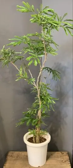 美形 大型 エバーフレッシュ S字仕立て 10号 バルーン陶器鉢 植え込み