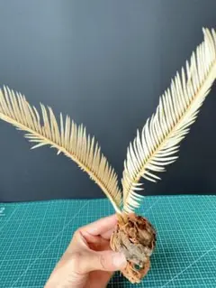 ソテツ　変異ソテツ　変異種　蘇鉄　白ソテツ　黄金ソテツ　白いソテツ　アガベ 2025年最新】黄金蘇鉄の人気アイテム - メルカリ