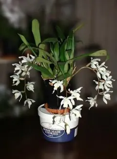 セロジネ　インターメディア　白花 洋ラン 小５球のサムネイル