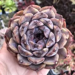 みどりんご様 リクエスト 4点 まとめ商品