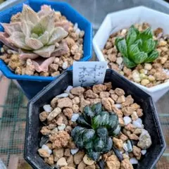 2025年最新】ハオルチア抜き苗の人気アイテム - メルカリ