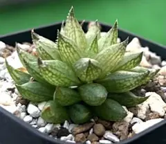 あめたん【プロフご一読ください】様 リクエスト 2点 まとめ商品