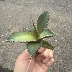 2026年最新】ゴリ猫の人気アイテム - メルカリ