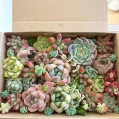 ゆうゆうメルカリ便　多肉植物　カット苗とセダム寄せ植えセットのサムネイル