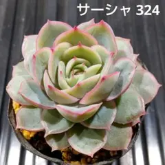 サーシャ 324 エケベリア 多肉植物 抜き苗