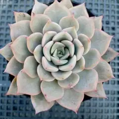 そらみー様 リクエスト 2点 まとめ商品