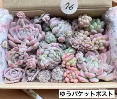 76 多肉植物　多肉弁当　詰め合わせ　寄せ植え　セット　カット苗　韓国苗　エケ