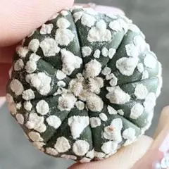 2025年最新】スーパー兜の人気アイテム - メルカリ