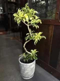 2025年最新】ファグラエアの人気アイテム - メルカリ