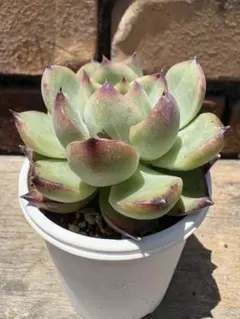 アリエル綴化 大苗 抜き 多肉植物 - メルカリ