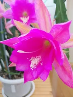 2026年最新】クジャクサボテンの人気アイテム - メルカリ